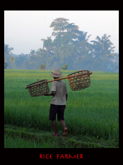 1.6-rice_farmer
