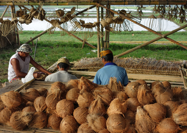 Cremation coconuts