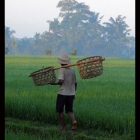 1.6-rice_farmer