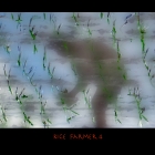 ricefarmer4