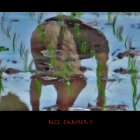 ricefarmer5
