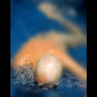 swimmer3