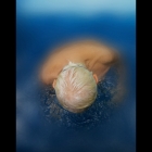 swimmer6