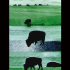 shadow_buffalos