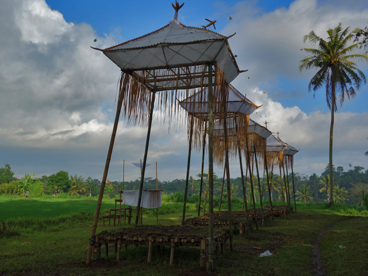 blog canopies