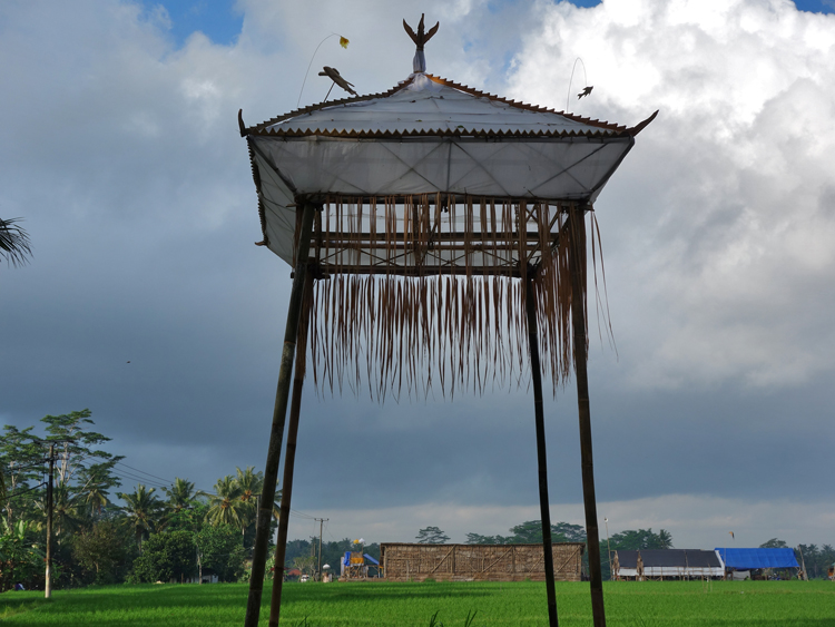 blog canopy